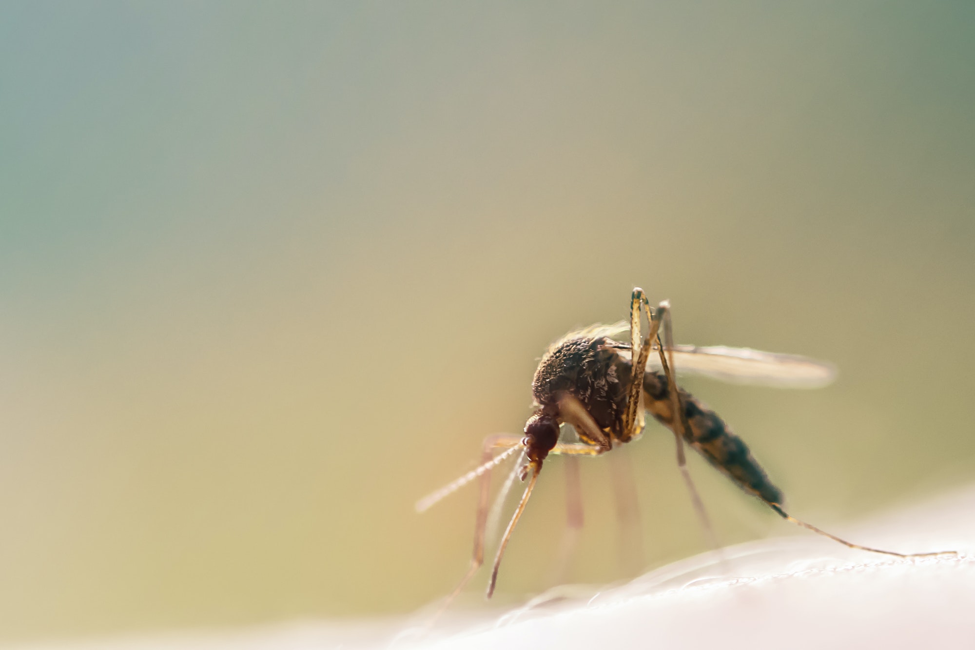 Macro shot of a mosquito on human skin sucking blood