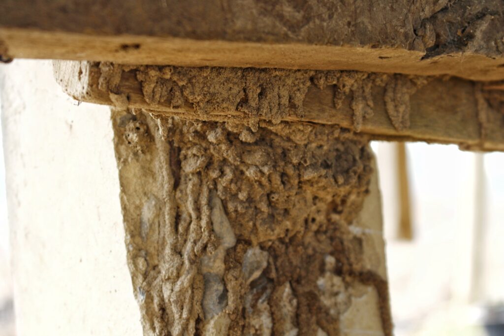 Termites are the cause of decaying wood