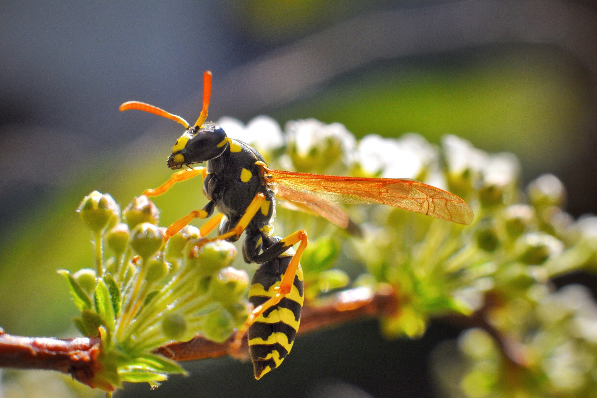 wasp , macro capture