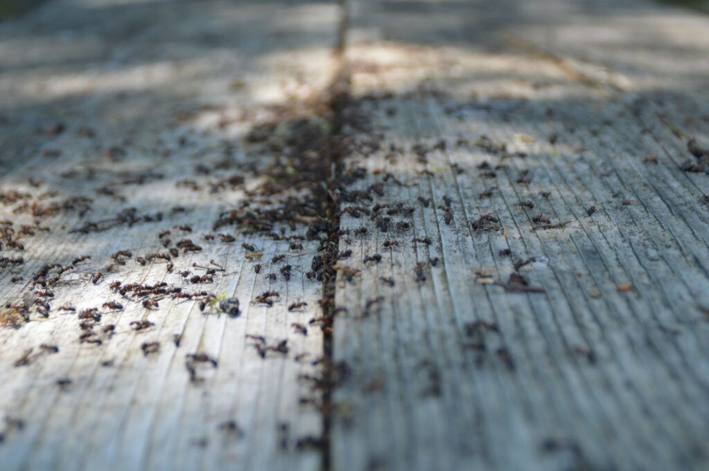 Ants on wooden rustic table